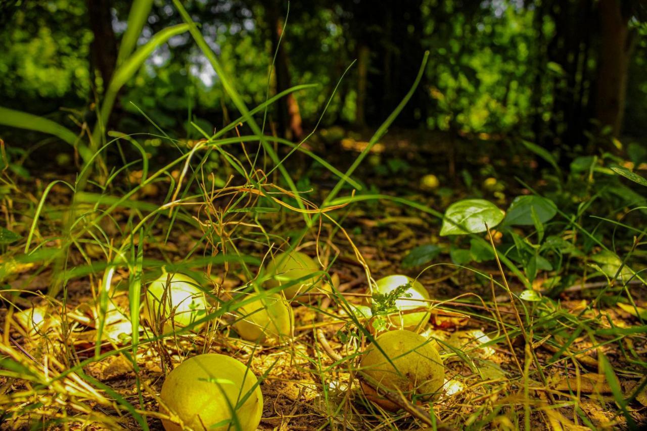 Panna Tiger Resort- Riverside Property Rājgarh Buitenkant foto